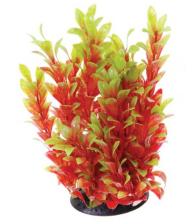 Underwater Treasures Red Ludwigia