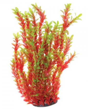 Underwater Treasures Red Ludwigia